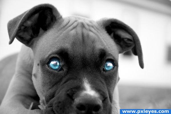 Puppy eyes